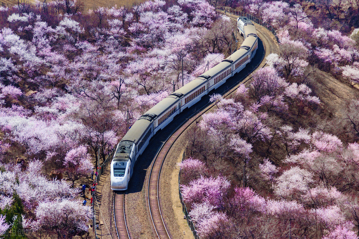 即将开花的十种植物,先长叶后开花的植物
