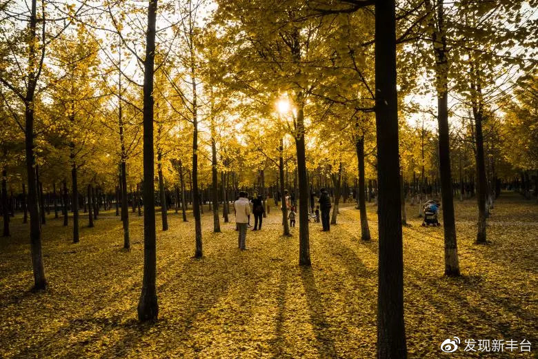 银杏公园秋色的美景,银杏公园秋景最美景点