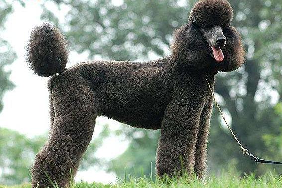 贵宾犬小体稀有色,贵宾犬什么颜色比较稀有