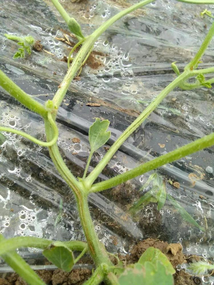 郑杰农资告诉你西瓜裂藤是什么原因造成的？如何预防？