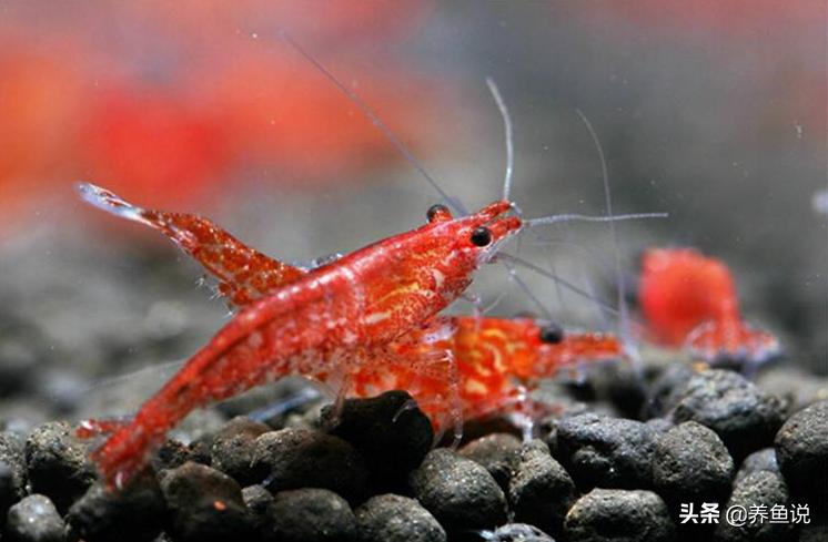 樱花虾爆缸后怎么处理,樱花虾黑壳虾怎么养