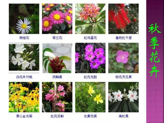 花卉大全500种观叶植物名称,1332种常见花卉植物图谱