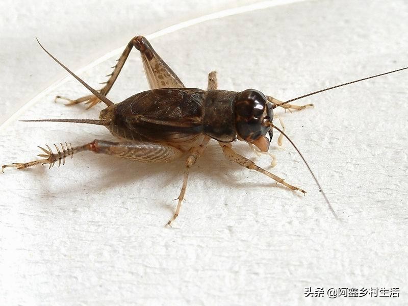 蟋蟀最高能卖多少元,蟋蟀赚钱