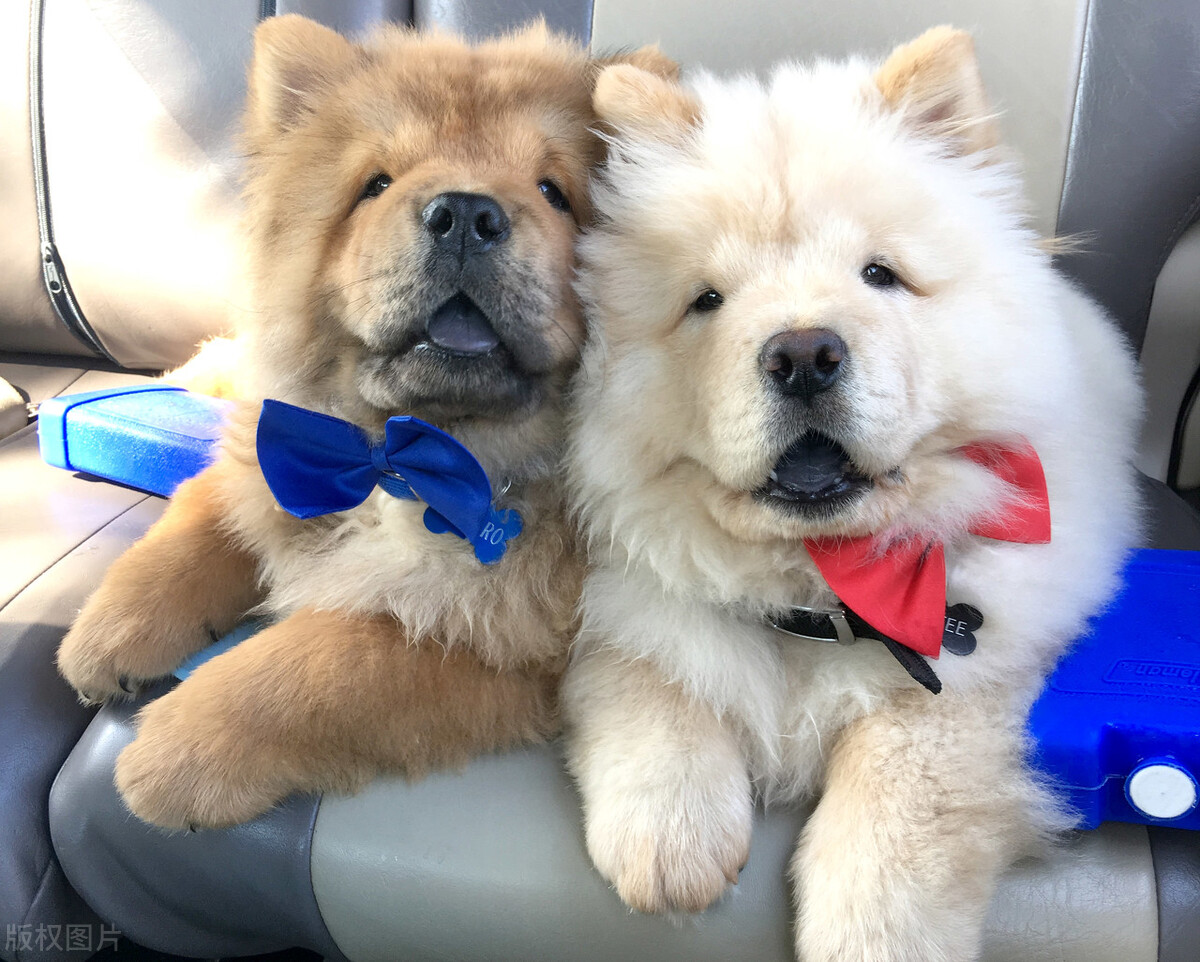 生活中松狮犬的养护须知是什么,松狮犬该怎么养这篇文章为你解读