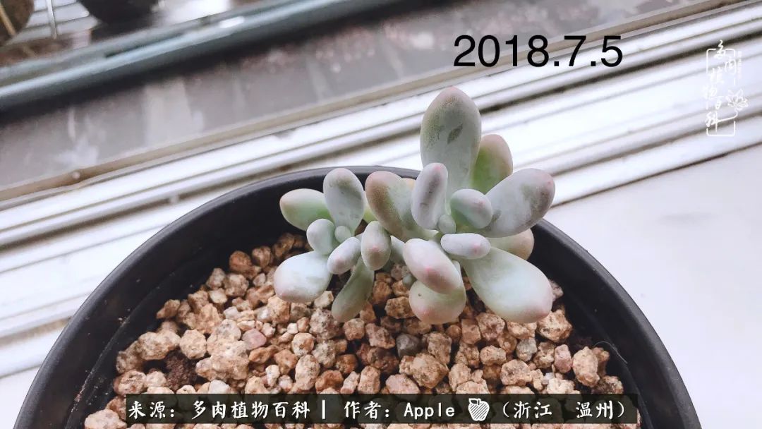 多肉成长记观察记录怎么写,多肉成长记录观察展板