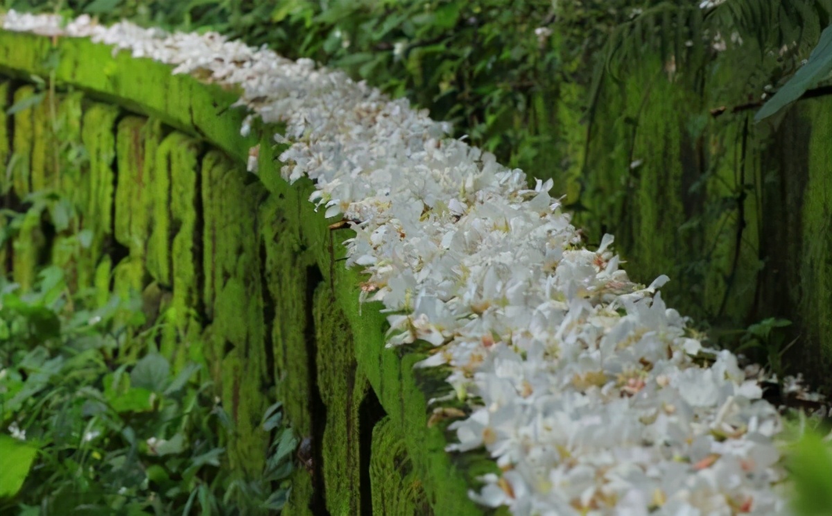 三春归处繁花尽,桐花半落饯春行——守护春天的飘零,桐花的深情