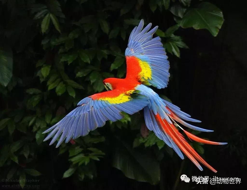 飞翔的彩虹鸟,飞翔的鹦鹉绿幕素材