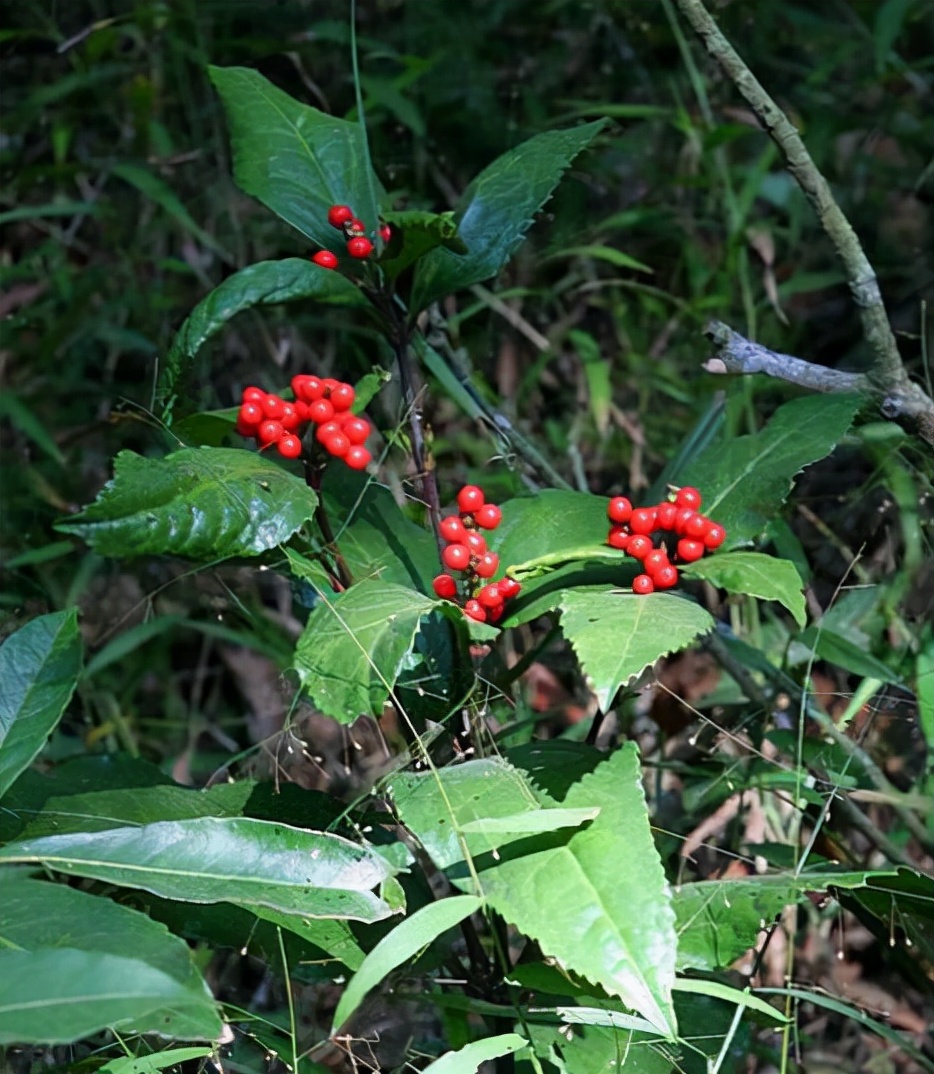 林中一种“满山香”,风一吹满山香气,是“草珊瑚含片”重要原料