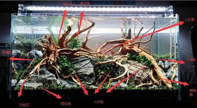 杜鹃根用什么水草造景好看,松皮石搭配杜鹃根造景图片