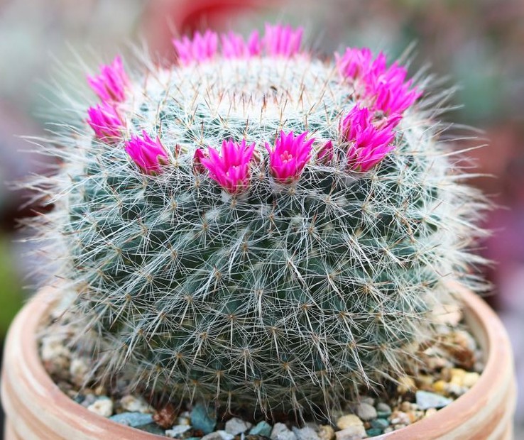 101仙人球,101个仙人球品种