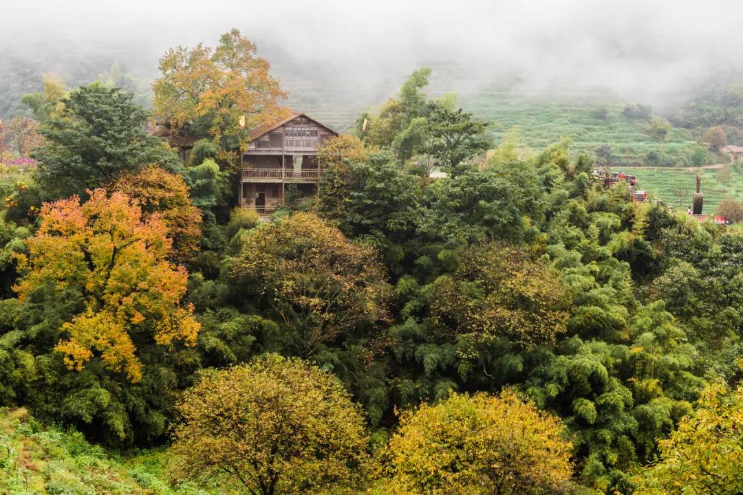 这才是中国最美的乡村,最值得去的鲜花小镇