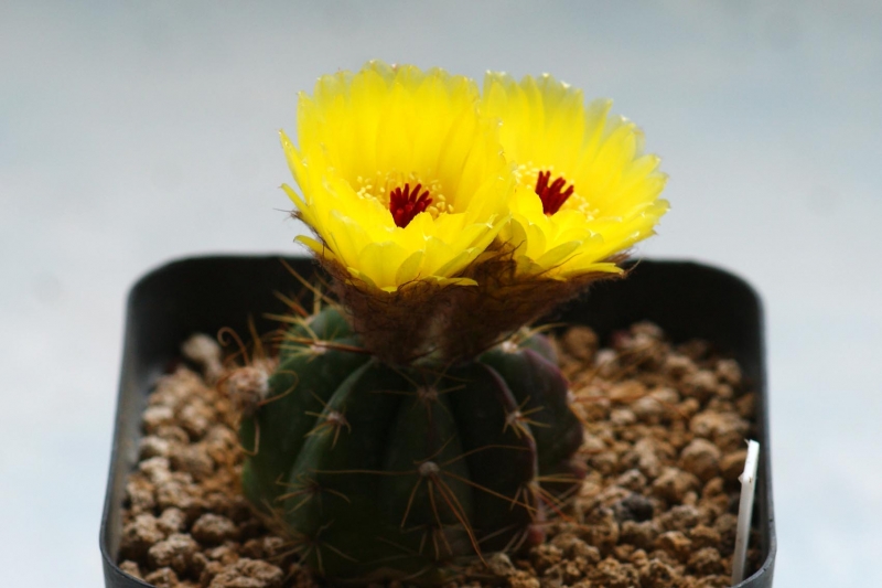 “常年丑貌君不问，一日花红万户惊”——仙人掌的产地及精品赏析