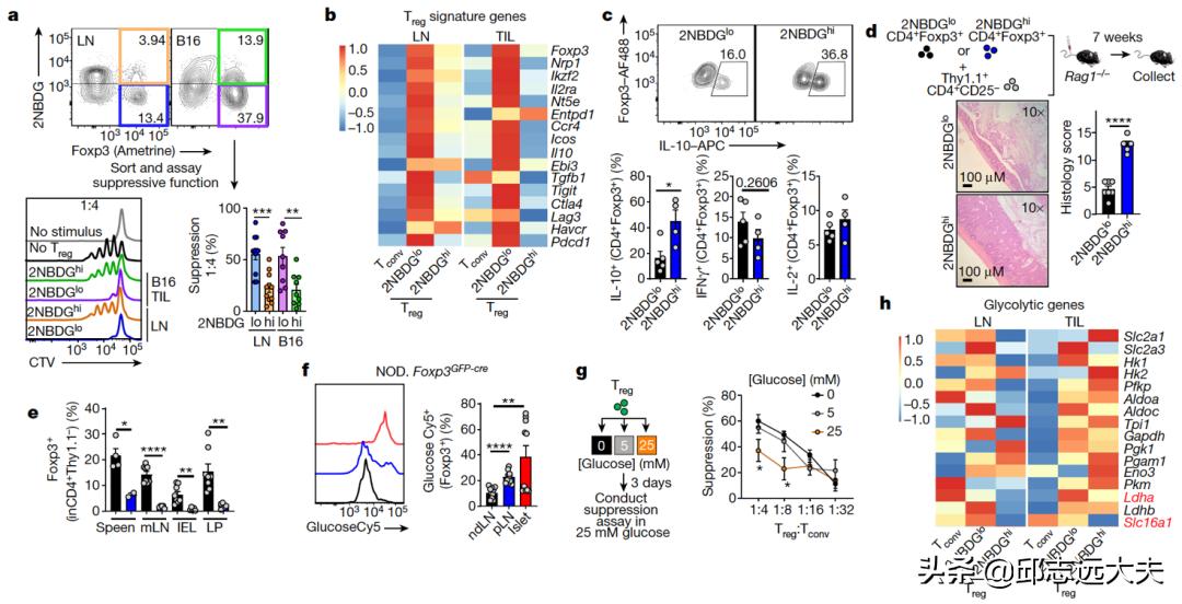乳酸，肿瘤“贿赂”Treg的“代谢货币”