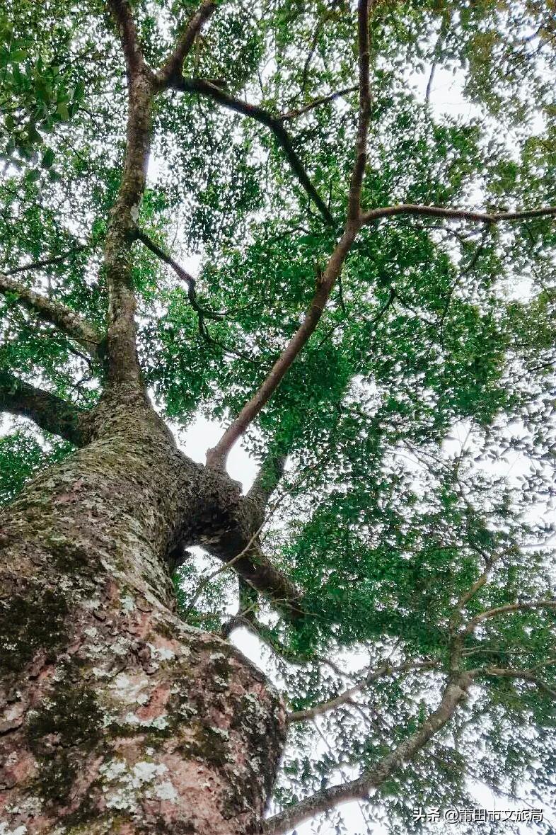 千年古樟树福建仙游,樟树千年古香樟