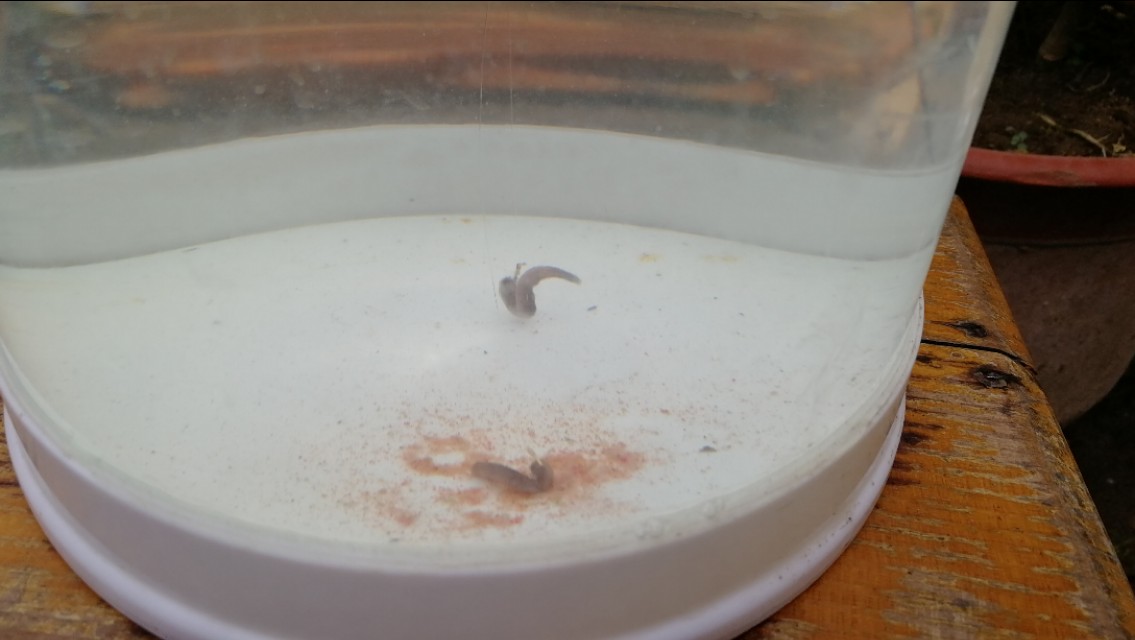 重钩调漂的正确步骤,带钩调漂需要知道钩重和饵重吗