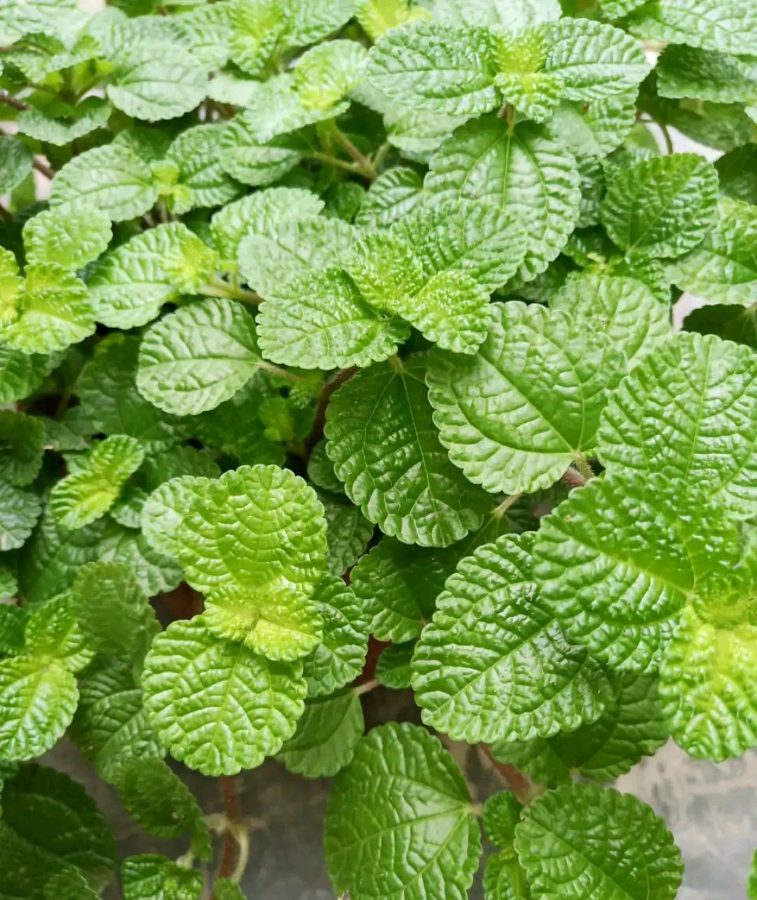 这“38种花”,当你开始收集品种时,你已入坑颇深