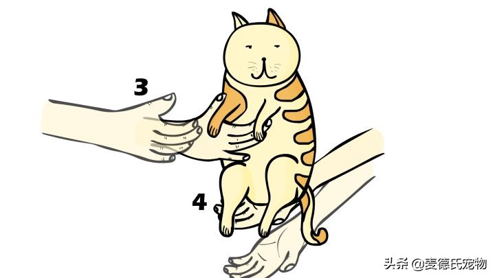 猫卧姿的正确姿势,提猫的后颈的正确姿势
