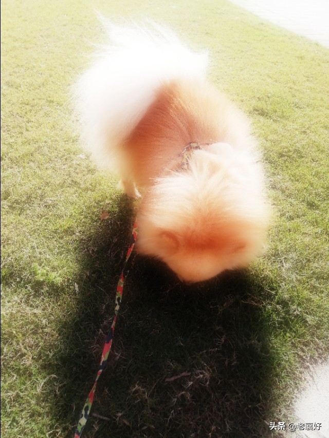 宠爱｜肉宝日记（二）