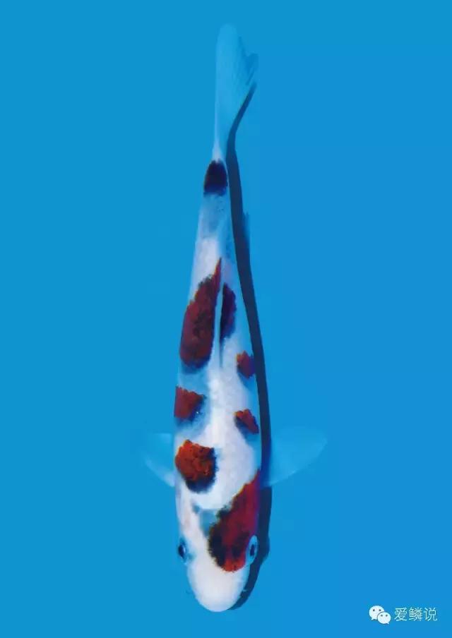 衣服的前世今生,衣字的前世今生