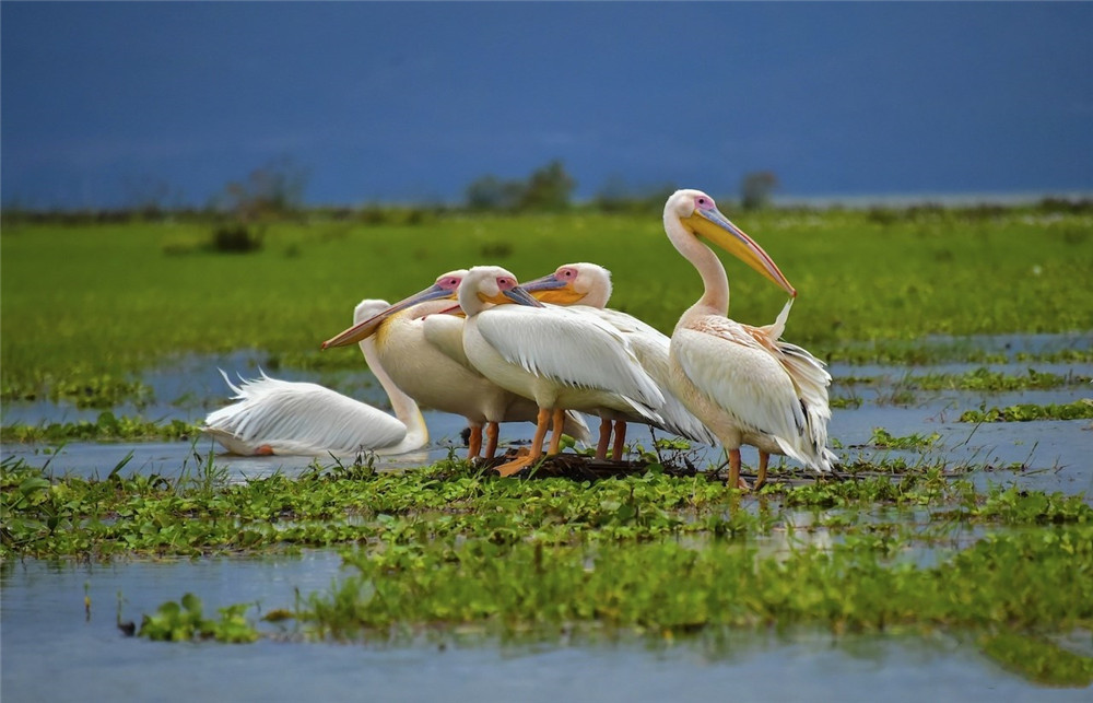 骆驼鸟大嘴如网兜,捕到大鱼后,还会让鱼在嘴里滚3分钟才吞下