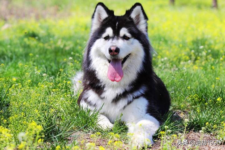 狗品种大全阿拉斯加,阿拉斯加犬是什么品种