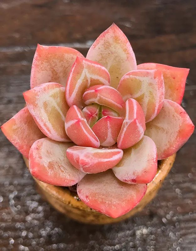 有暗纹的多肉有哪些,暗纹系多肉有哪些