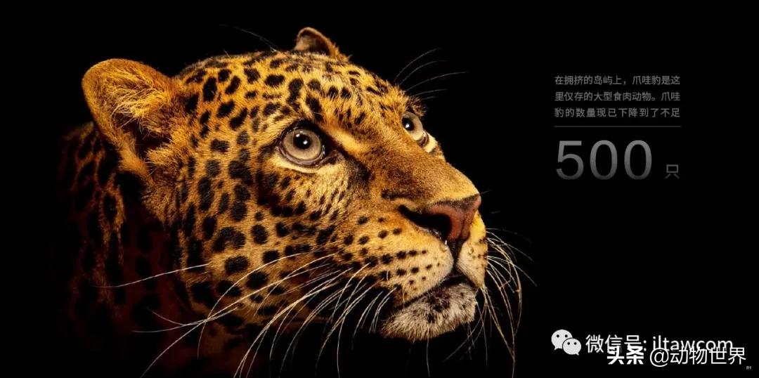 国际珍稀动物保护日-如何拯救那些正在从世界上逐渐消失的物种