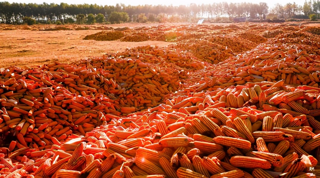 美国操控粮食价格,美国4大粮商与中国打粮食战