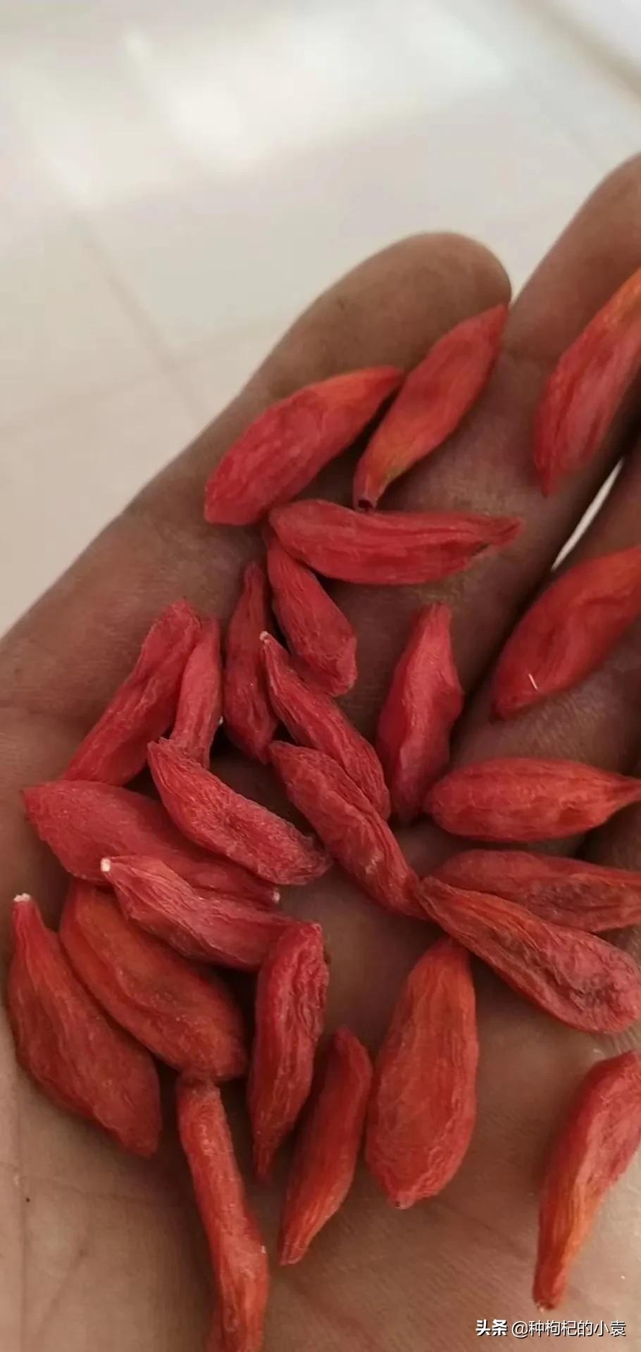 网传无白尖的枸杞被熏硫染色过?小伙告诉你有白尖的可能熏过硫磺