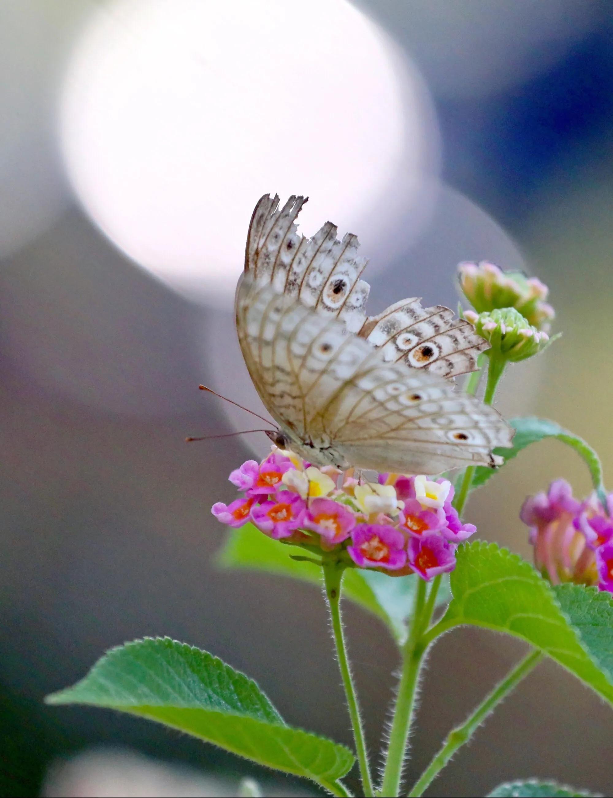佛教如何欣赏残缺之美,慢慢明白了残缺也是一种美