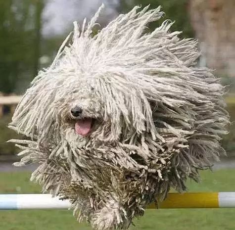 72种名犬分类介绍及图片,72种名犬及图片