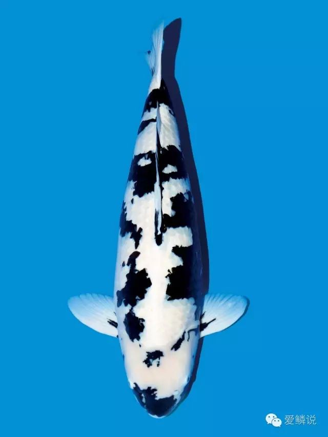 这份冬季锦鲤的“福音”送给你,别让一年辛苦付诸“冬”流