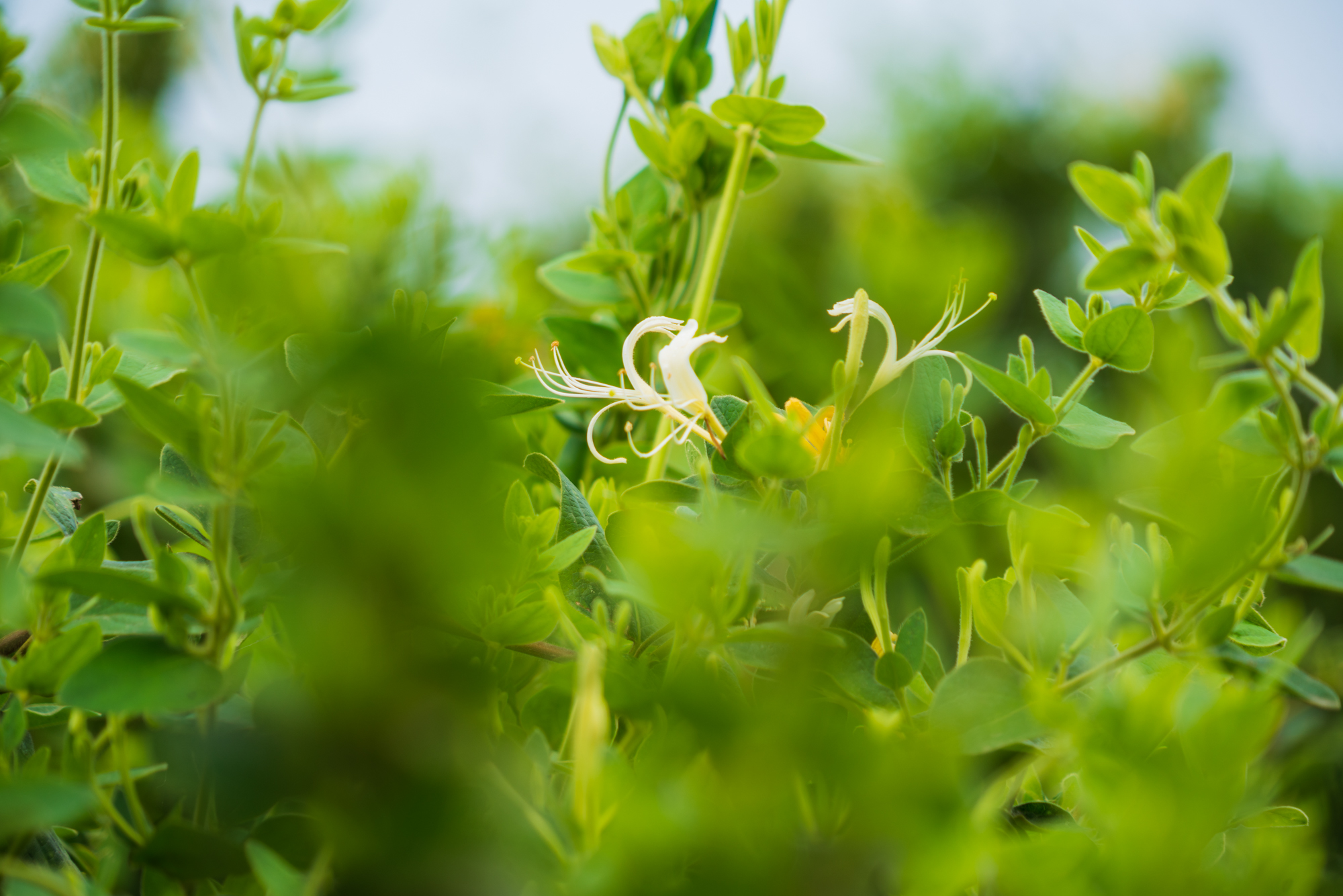 今年618不宅家，不剁手，我去巨鹿过杏节