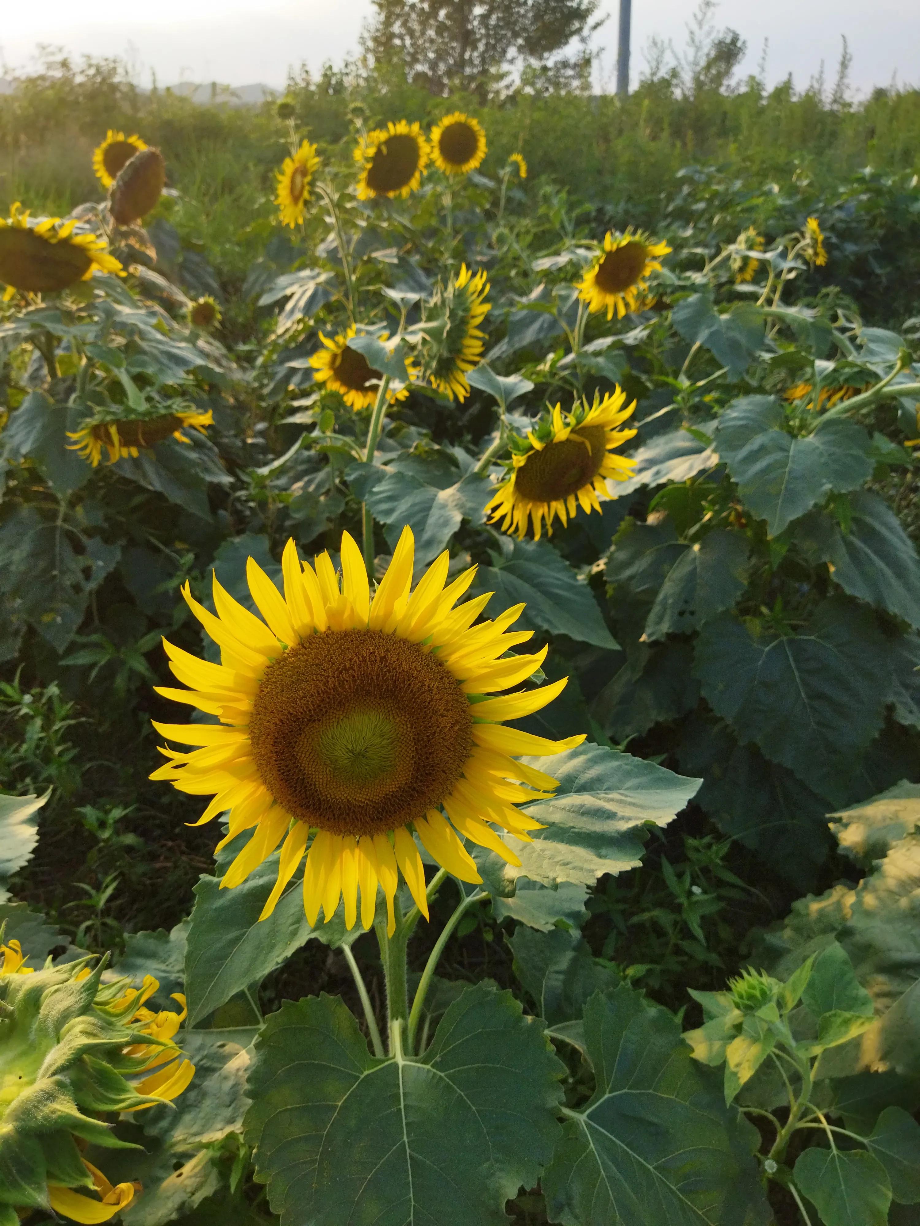 蜜蜂喂蜂蜜多少斤能酿一斤成熟蜜,5箱蜜蜂一年可以酿375千克蜂蜜