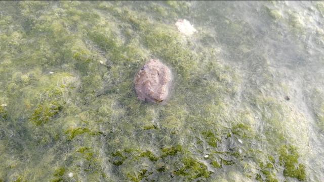 水底青苔厚怎么钓,水底有青苔如何调钓