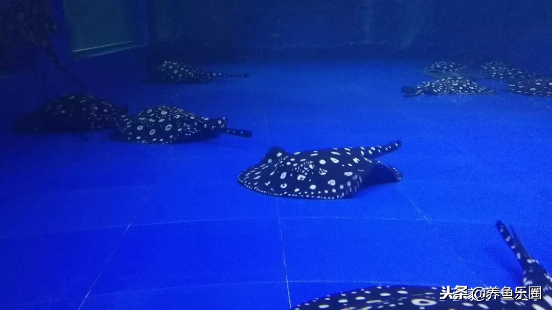 这位土豪家的渔场，光滤材就花了500多万，你确定不要见识一下？