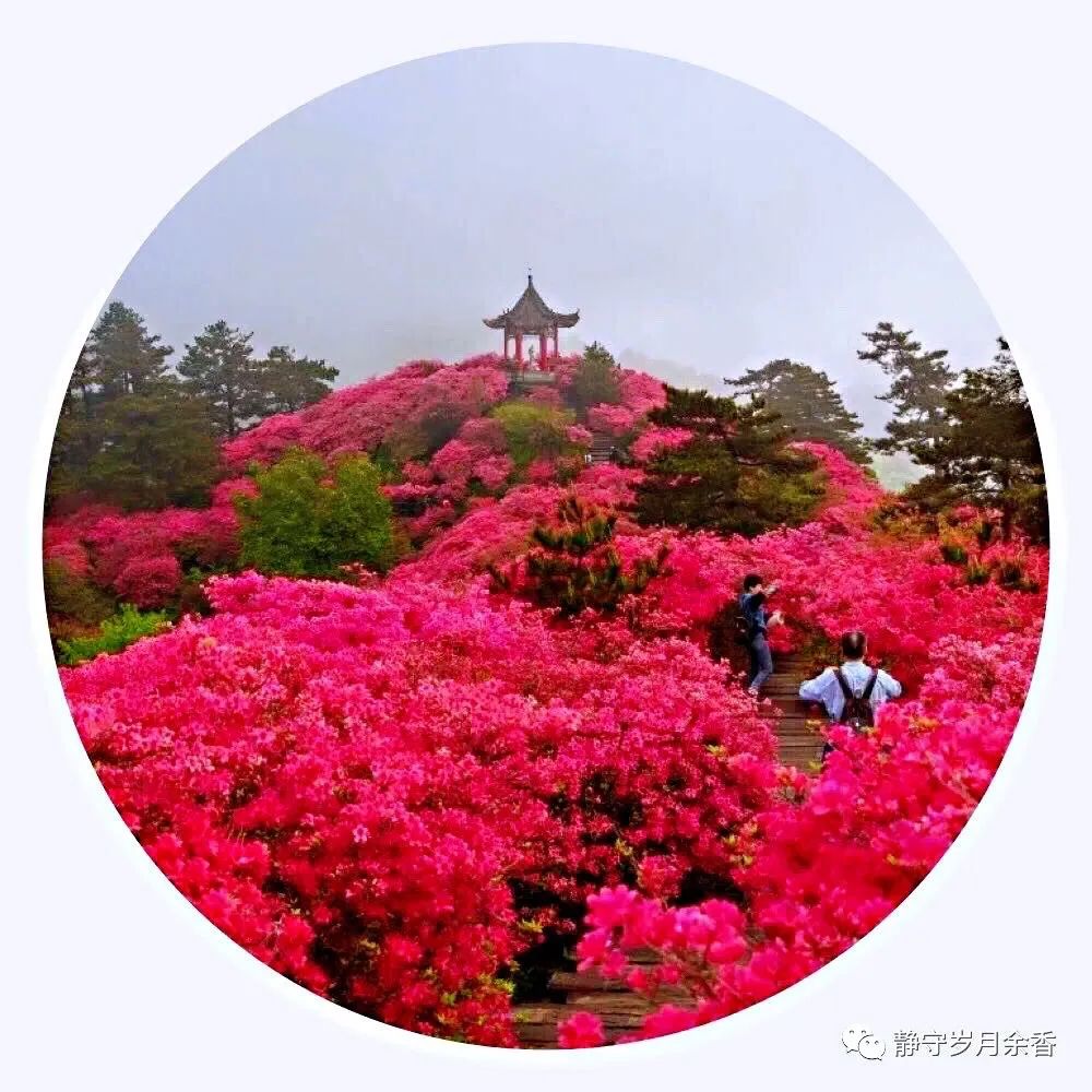 情满龟峰·诗涌花海