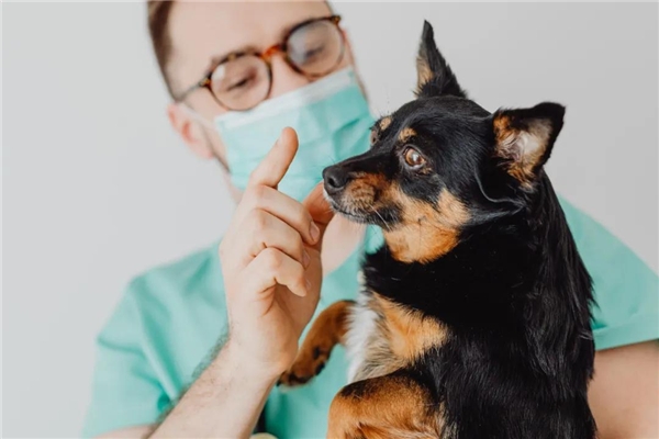 营养膏麦德氏,麦德氏医护营养膏