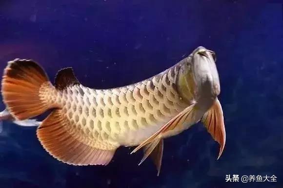 养鱼大神都养什么鱼,鱼缸养鱼都有哪些鱼