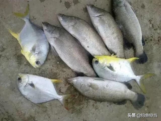 形似鲥鱼的鱼有哪些,在没有鳜鱼的河里能放生鳜鱼吗