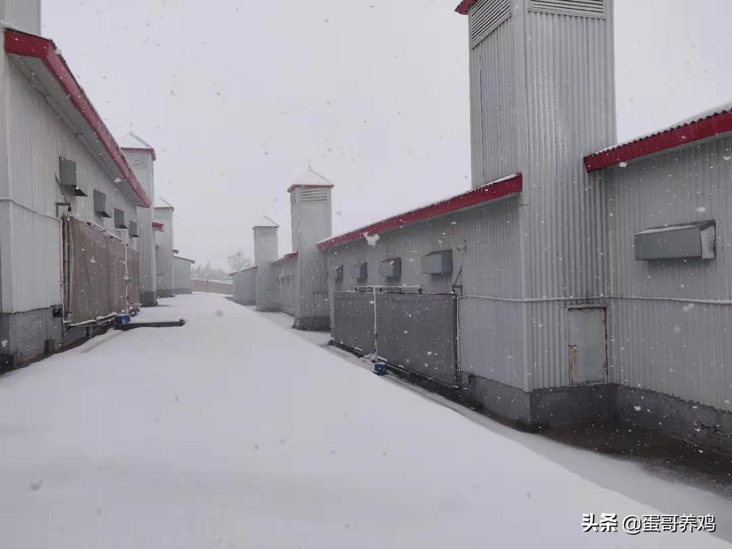 天冷了鸡怎么保暖,养鸡怎么防止寒冷天气进棚