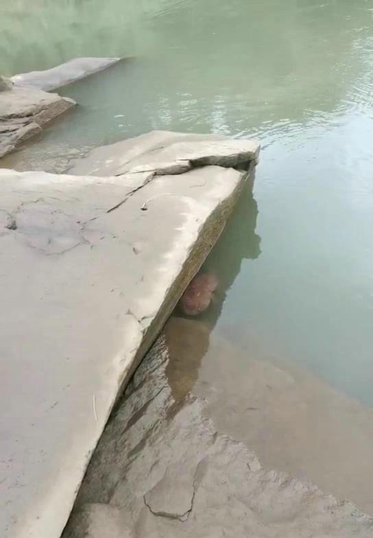 南充钓友钓到娃娃鱼,钓到娃娃鱼放生