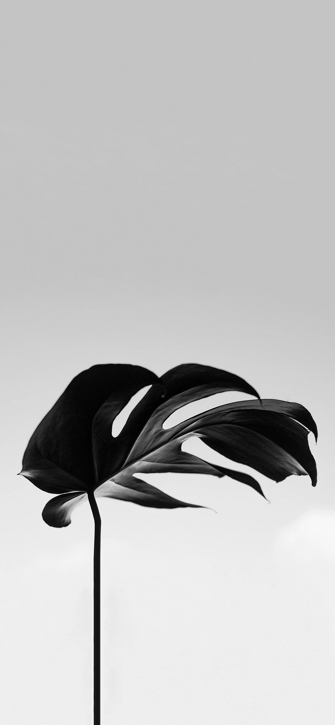 今日超好看质感壁纸（1080x1920）,1125x2436两种分辨率