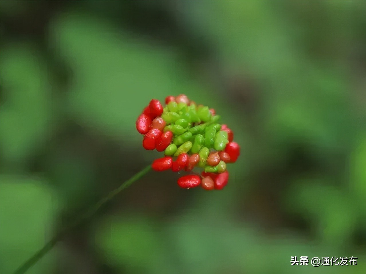 枫姿正好共赴一场云岭之约