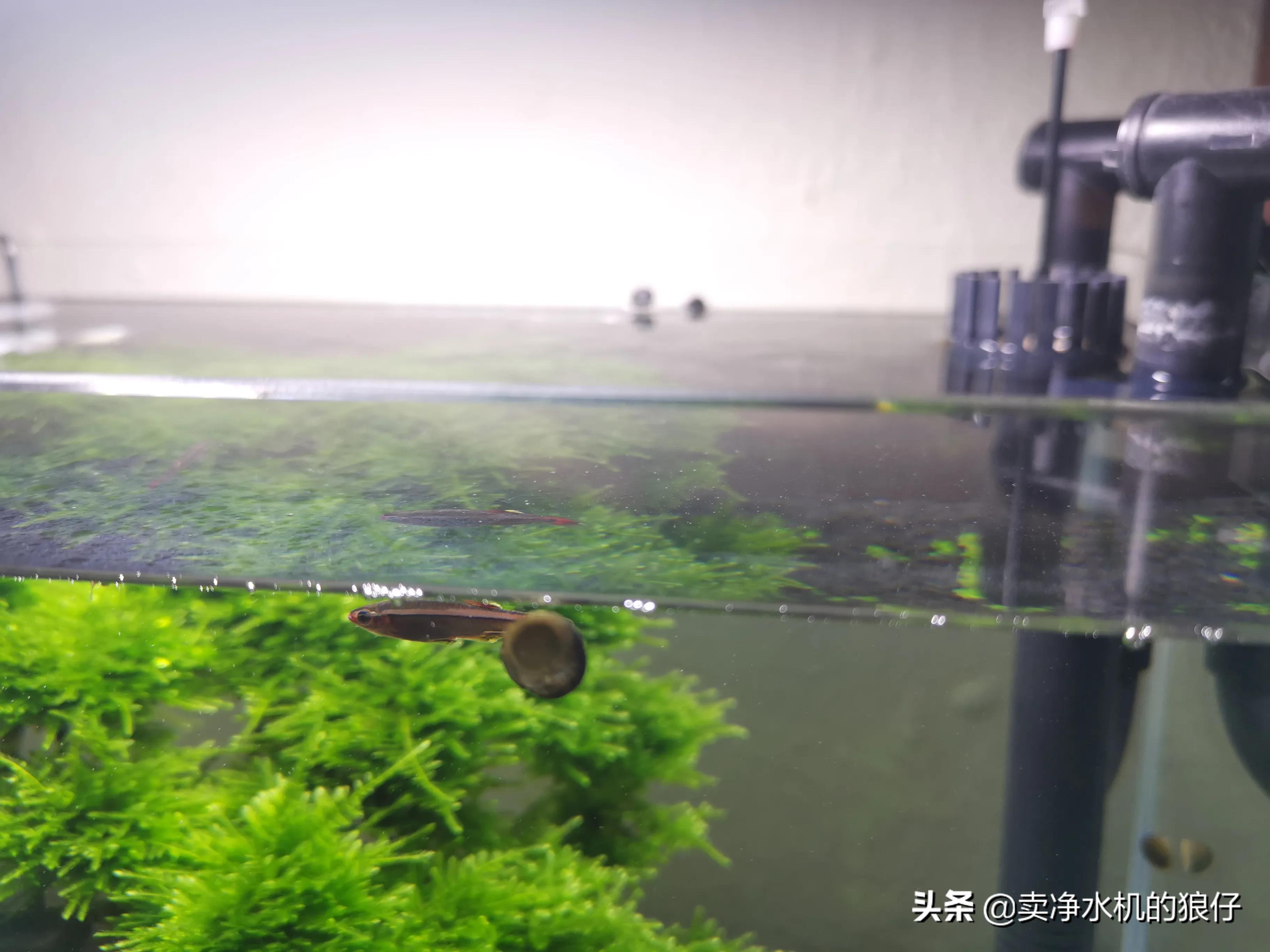 鱼缸过滤器失效,如何判断干燥过滤器失效