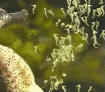 长得像海马的一种生物,长得像马的动物