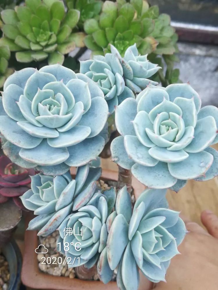 一杯清茶一道暖阳,一杯清茶温暖的时光