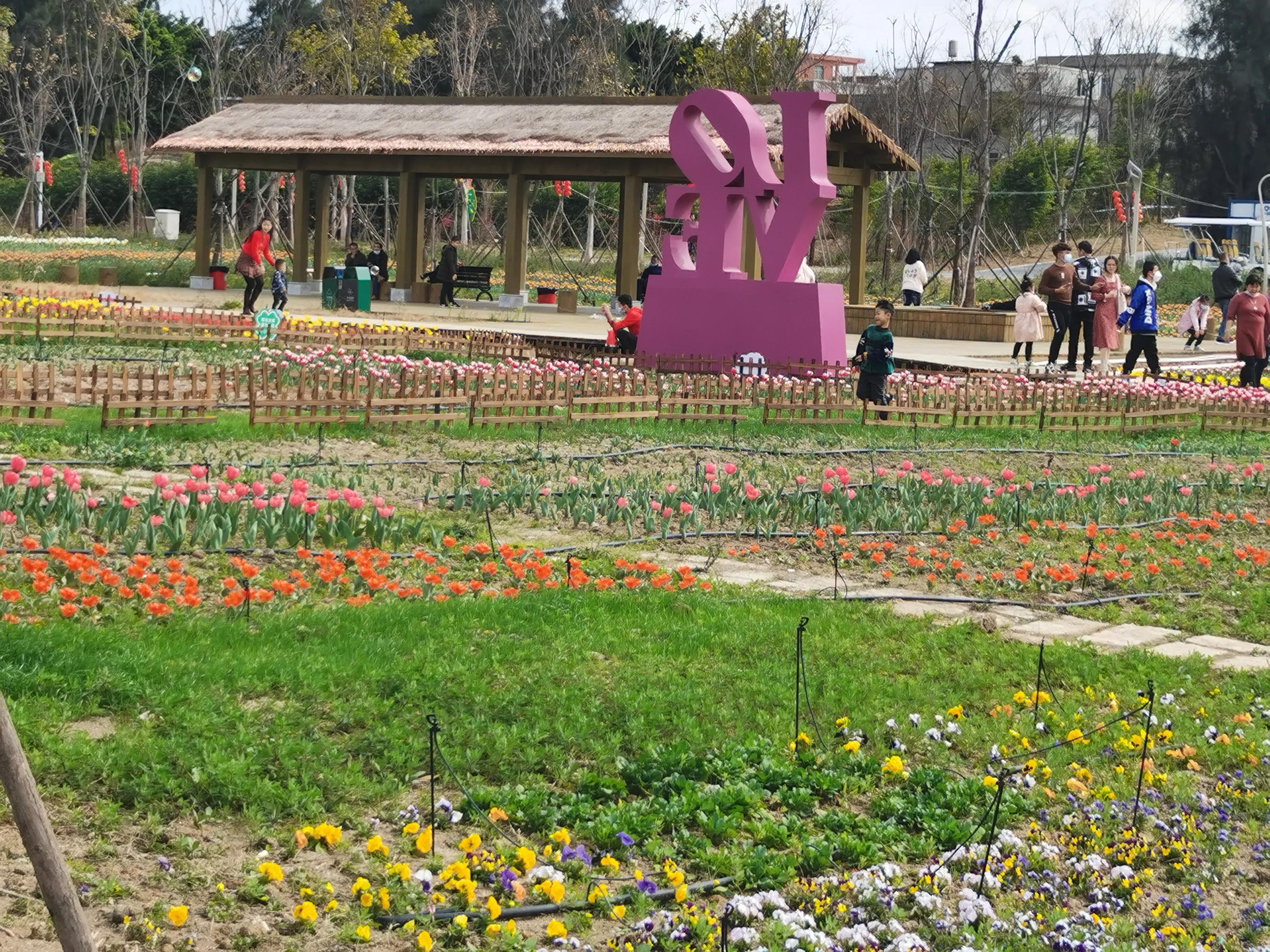 美丽郁金香花海,美丽郁金香gullale小程序