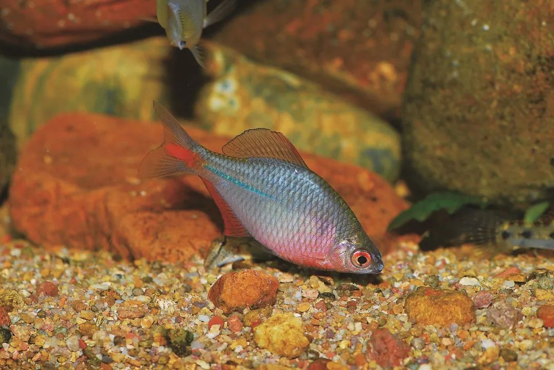 各种淡水鱼你认识吗,淡水鱼的种类你认识几种