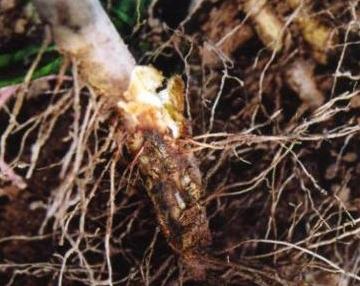 种地氮磷钾超标怎么改良土壤,怎样改良土壤肥料